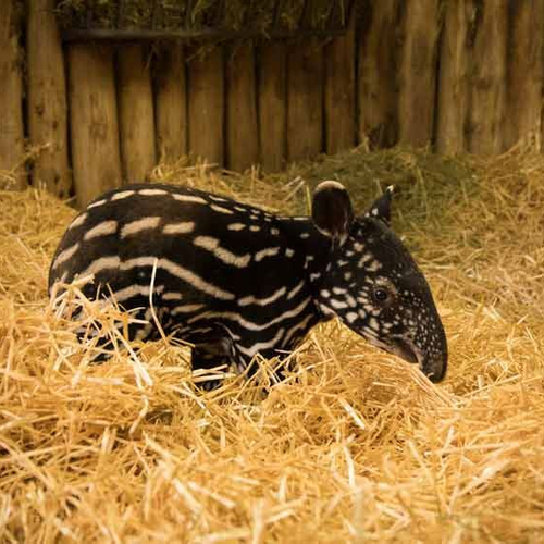 tapir-1_2.jpg