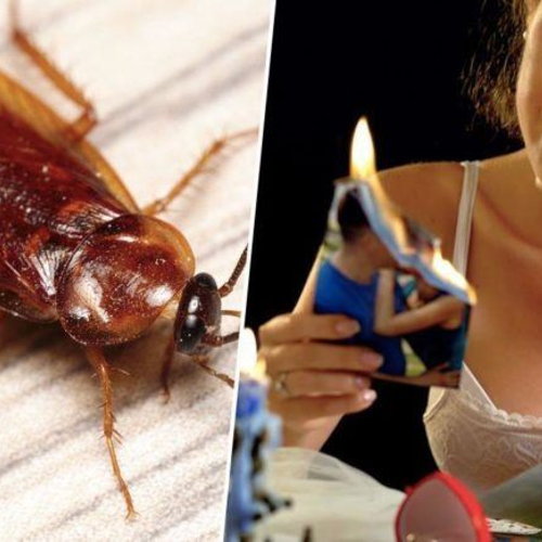 cockroach-main-unilad.jpg