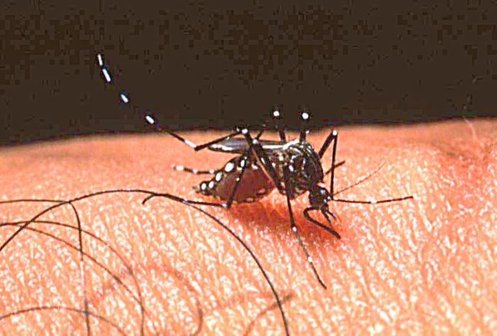 aedes-aegypti-adult-female-mosquito-taking-a-blood-meal-on-human-skin_1.jpg
