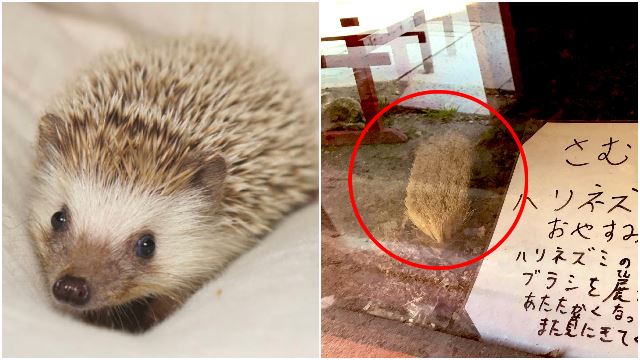 hedgehog-zoo-replaced-brush-cold-japan-cute-viral-1.jpg