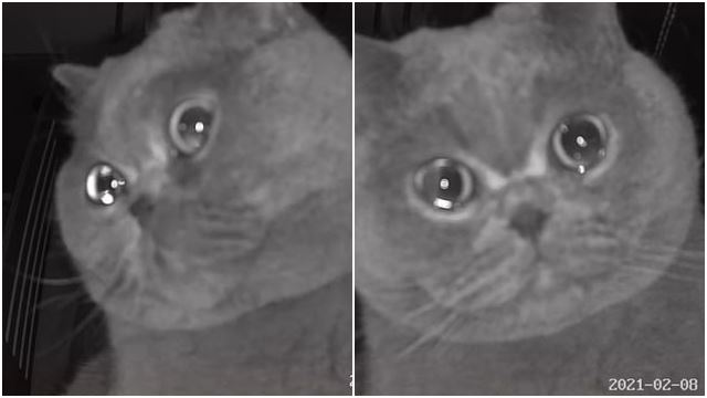 cat-cry-tear-up-security-cam-viral-china-surveillance.jpg