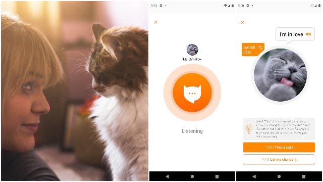 engineer-cat-translate-meow-app-talk-viral.jpg