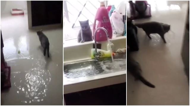 man-thought-flood-cat-turn-on-water-tap-viral-funny-1.jpg