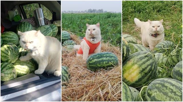 angry-cat-guard-watermelon-pearl-thailand-farm-grumpy-funny-viral.jpg