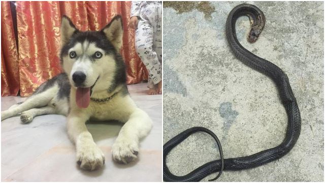dog-husky-died-protect-family-snake-poison-cobra-venom.jpg