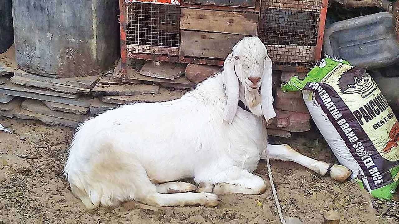 915748-goat-file.jpeg