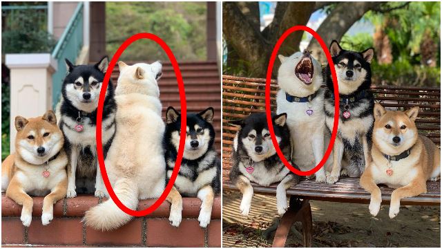 shiba-inu-ruin-group-photo-always-viral-funny-cute-dog-doggo-7.jpg