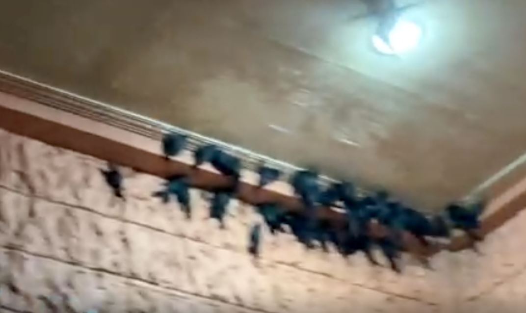 woman’s patio keeps getting visits from birds, later found out that their nest is valuable!