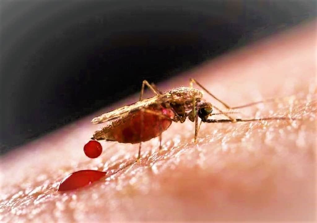 virus bawaan serangga mungkin jadi punca pandemik akan datang