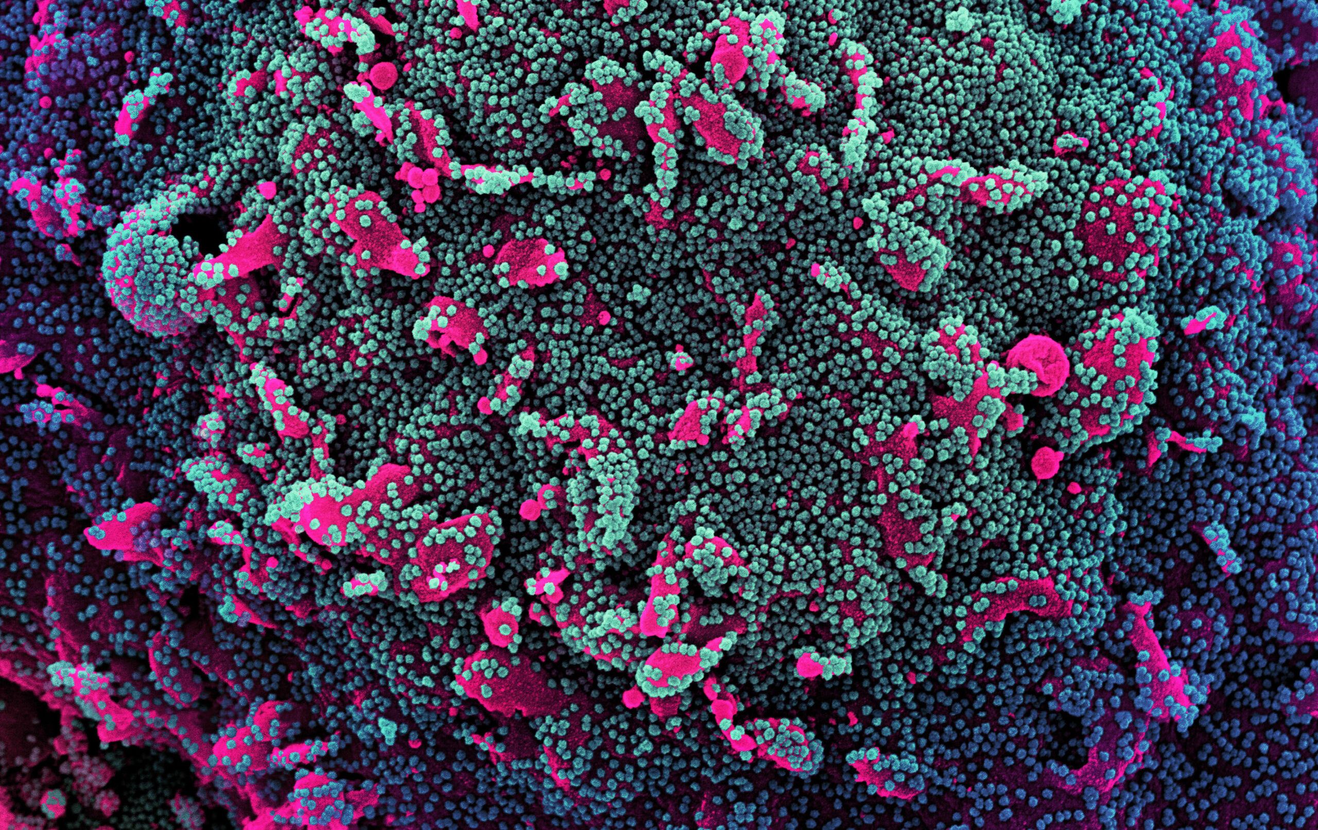 world health organization (who) warns new covid-19 variant, omicron xe