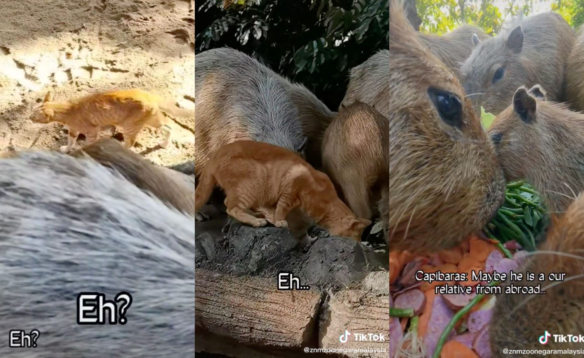 zoo negara shares video of oyen sharing food with capybaras in their enclosure, netizens amused