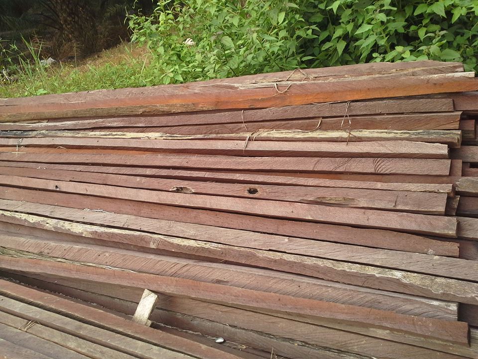 kayu ini sekeras besi, ini fakta mengenai kayu belian 