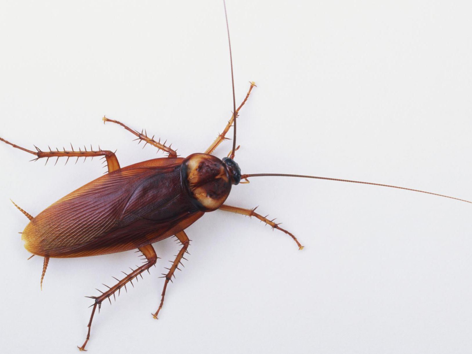 lelaki hilang pendengaran akibat lipas masuk telinga masa tidur di hotel