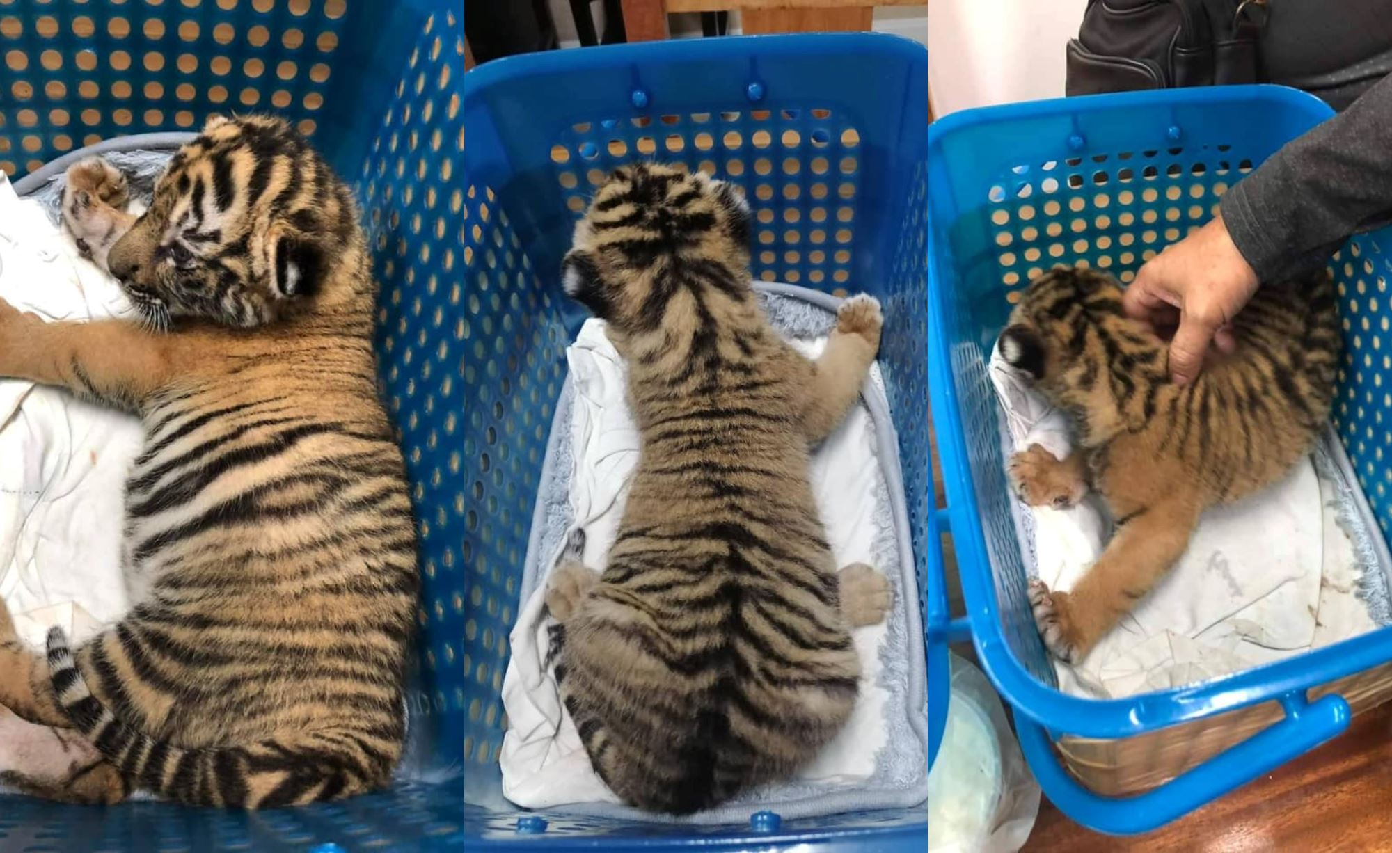 tiger cub rescued from smugglers by thai authorities