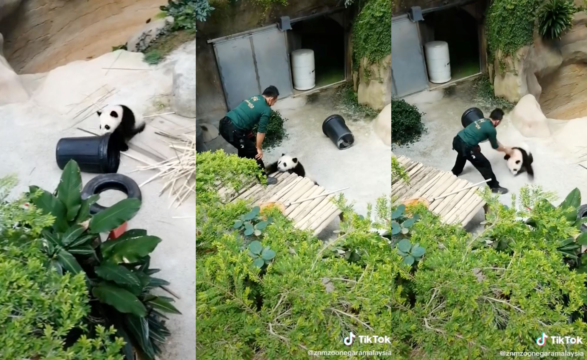 netizens in love… adorable video of baby panda playing with its keeper went viral!