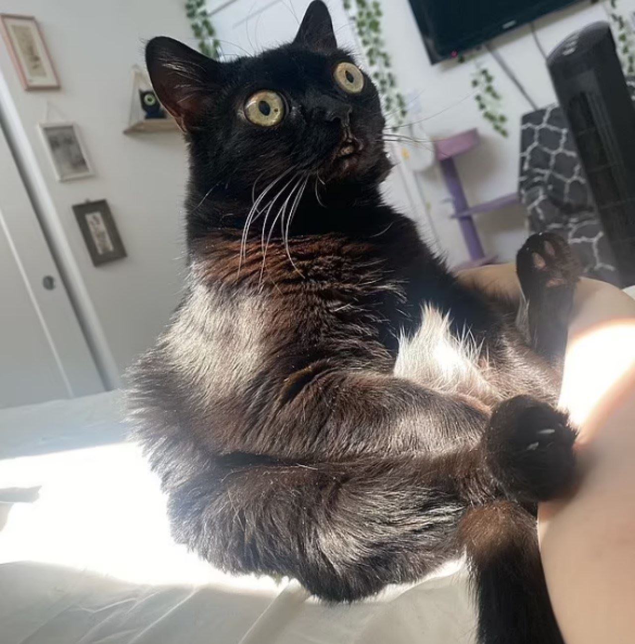 kucing hitam jadi datuk bandar di negeri dekat amerika syarikat