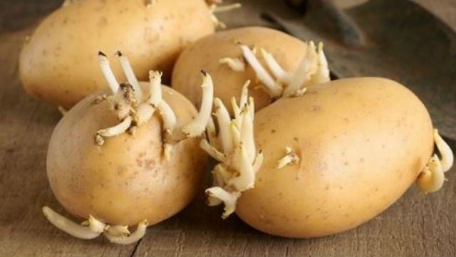 awas! kentang berwarna hijau dan bertunas tidak selamat dimakan