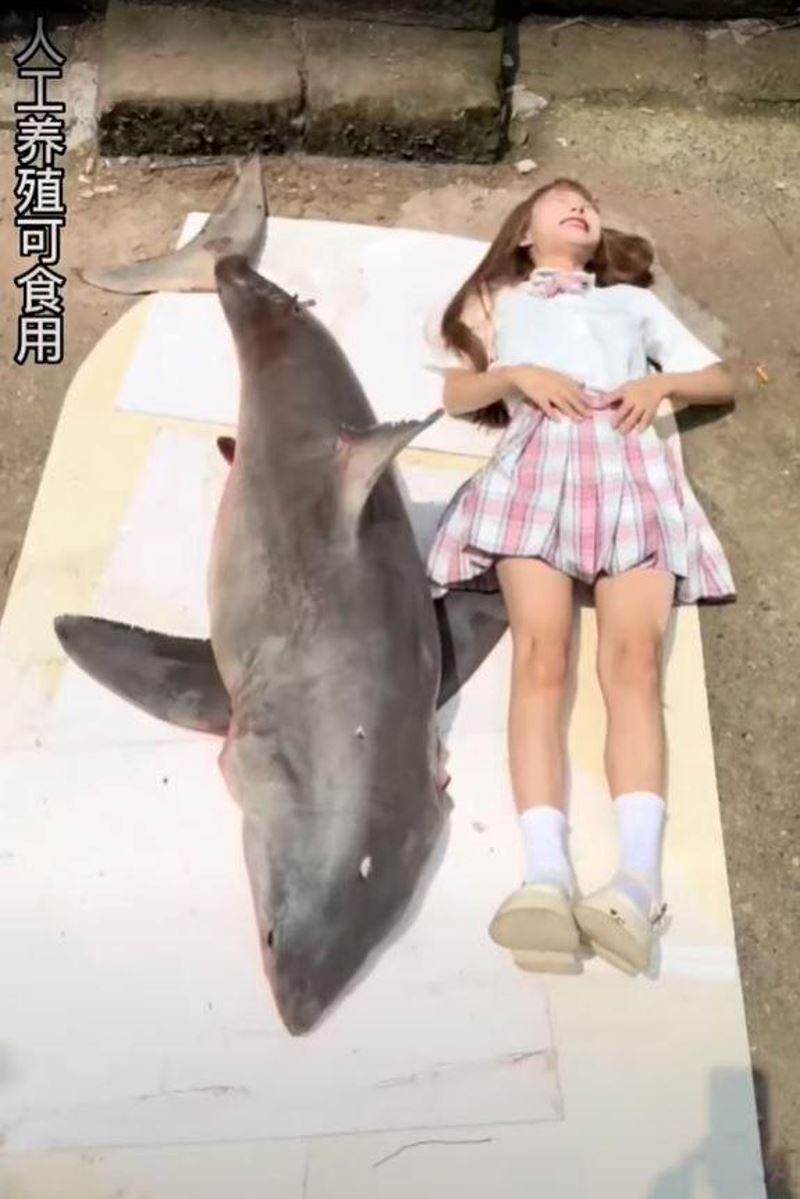 chinese food vlogger faces jail time after illegally cooking great white shark on livestream