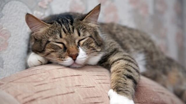 kucing-suka-tidur-640.png