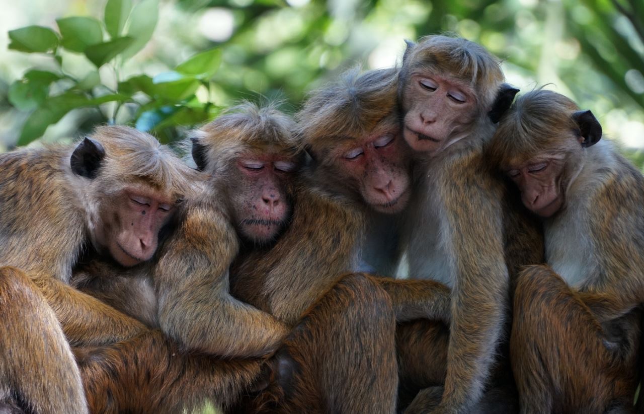 bukan salah monyet bila cacar monyet makin tersebar!