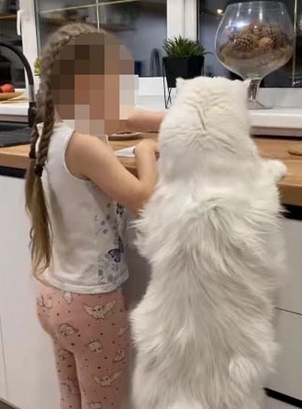 setinggi budak dua tahun, ini dia kucing paling besar di dunia!