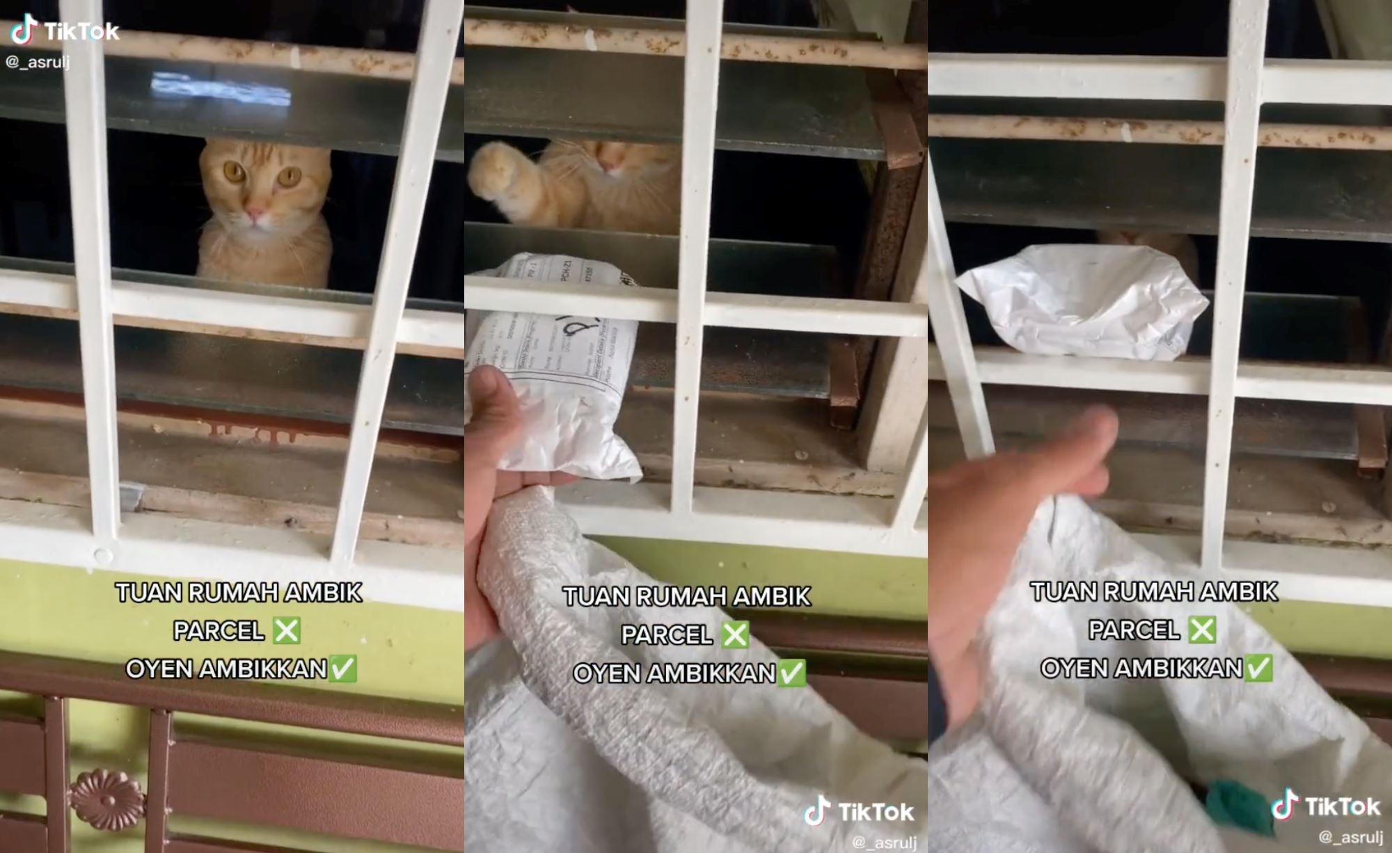 how adorable! oyen “receives” delivery package for owner while its home alone