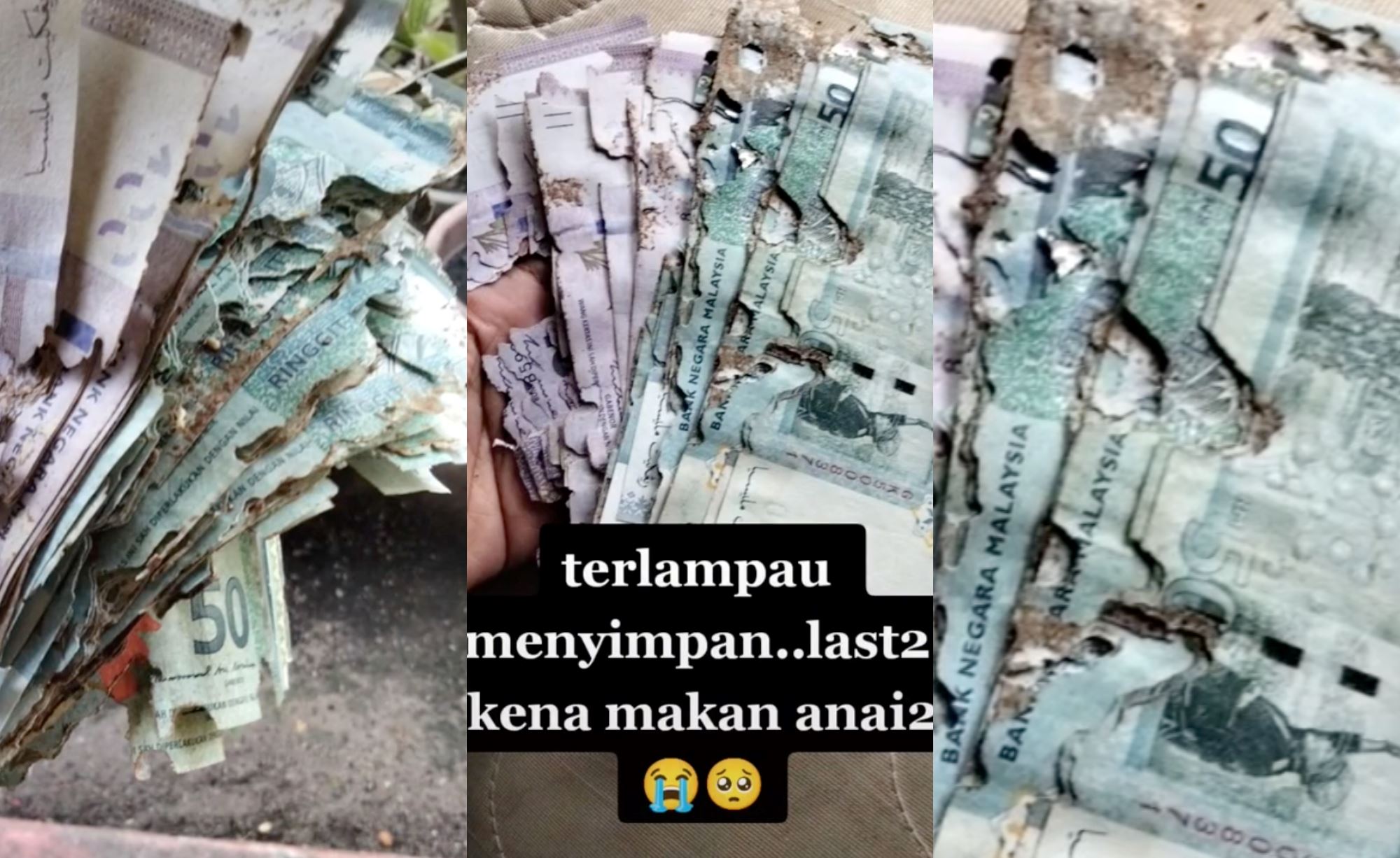 woman keeps her savings at home, bank notes ruined by termites