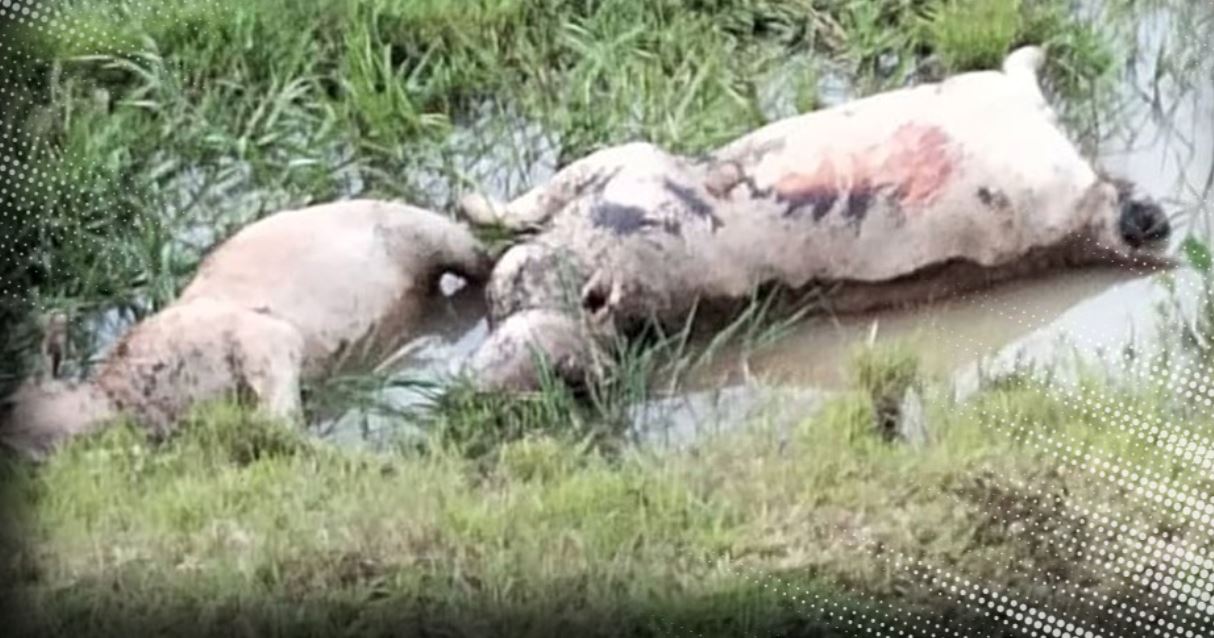 twenty-eight cows found dead in kelantan, believed to be poisoned