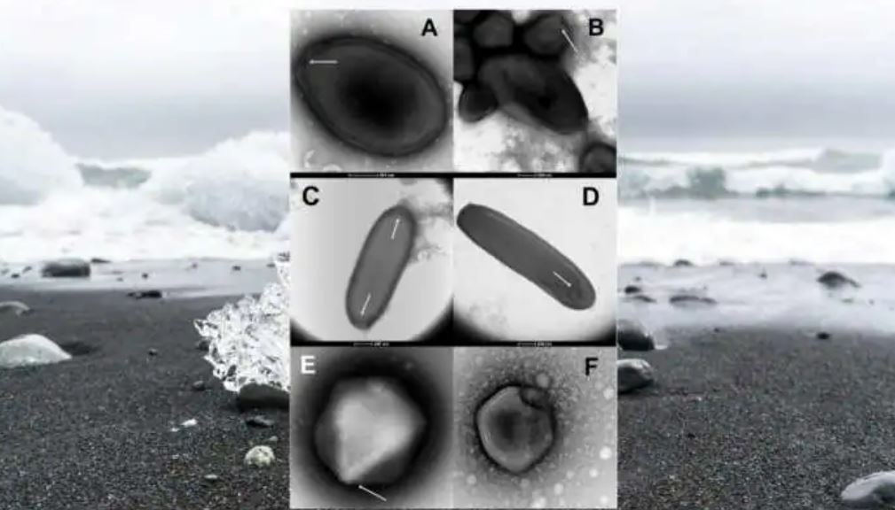 don’t panic! but scientists recently identified 48,000-year-old “zombie virus” buried in ice!