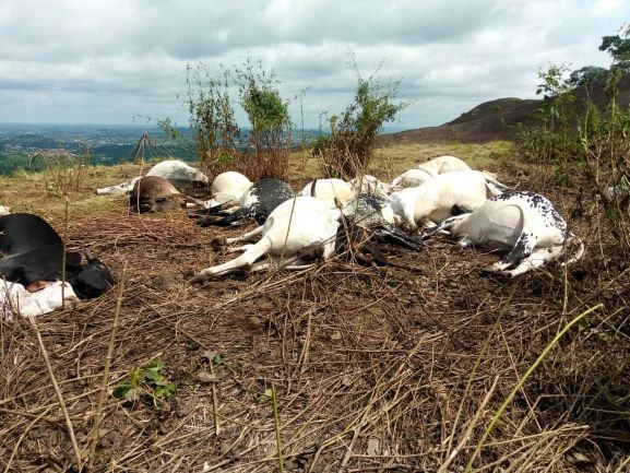 misteri 40 ekor lembu mati angkara makhluk bertaring?