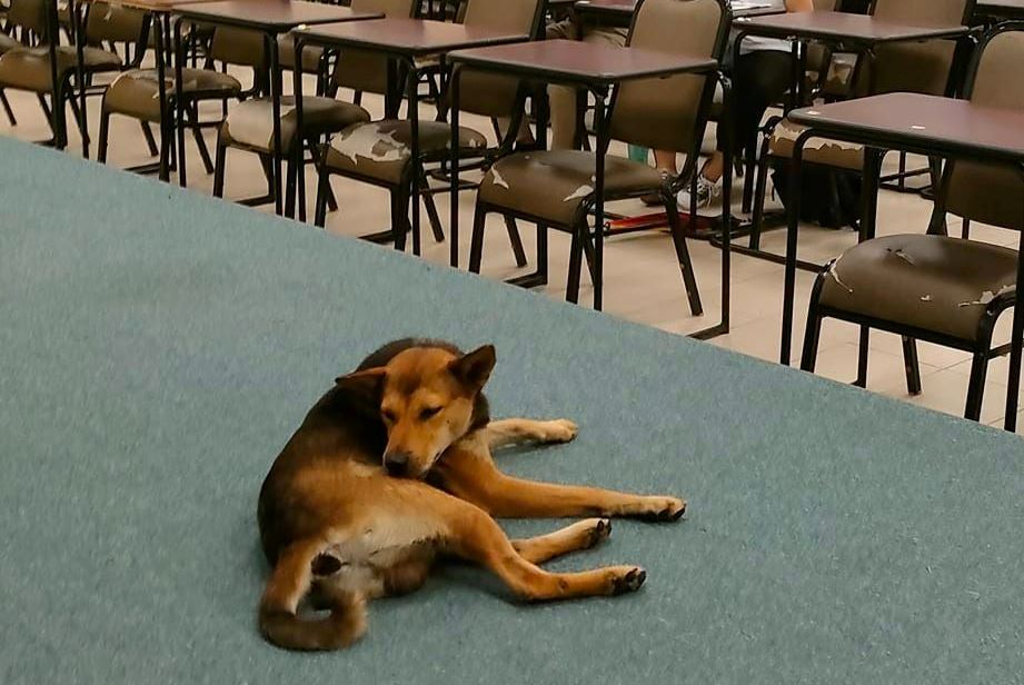 “new classmate!” professor shares photo of stray dog attending his lecture at university in sabah