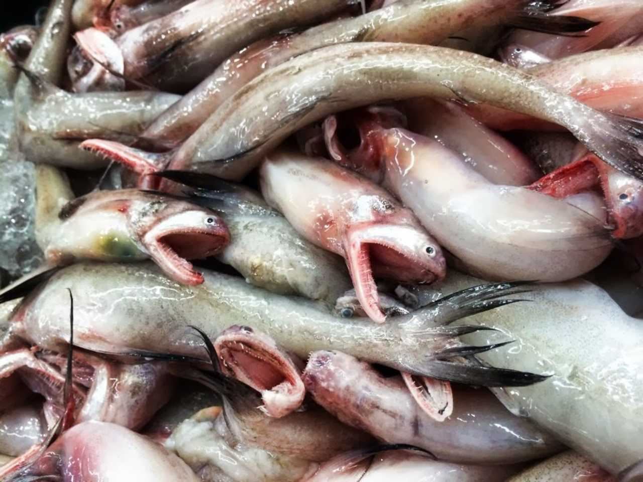 tular ikan bentuk aneh tapi rasa sedap! “biasa terjual di pasar sarawak..”