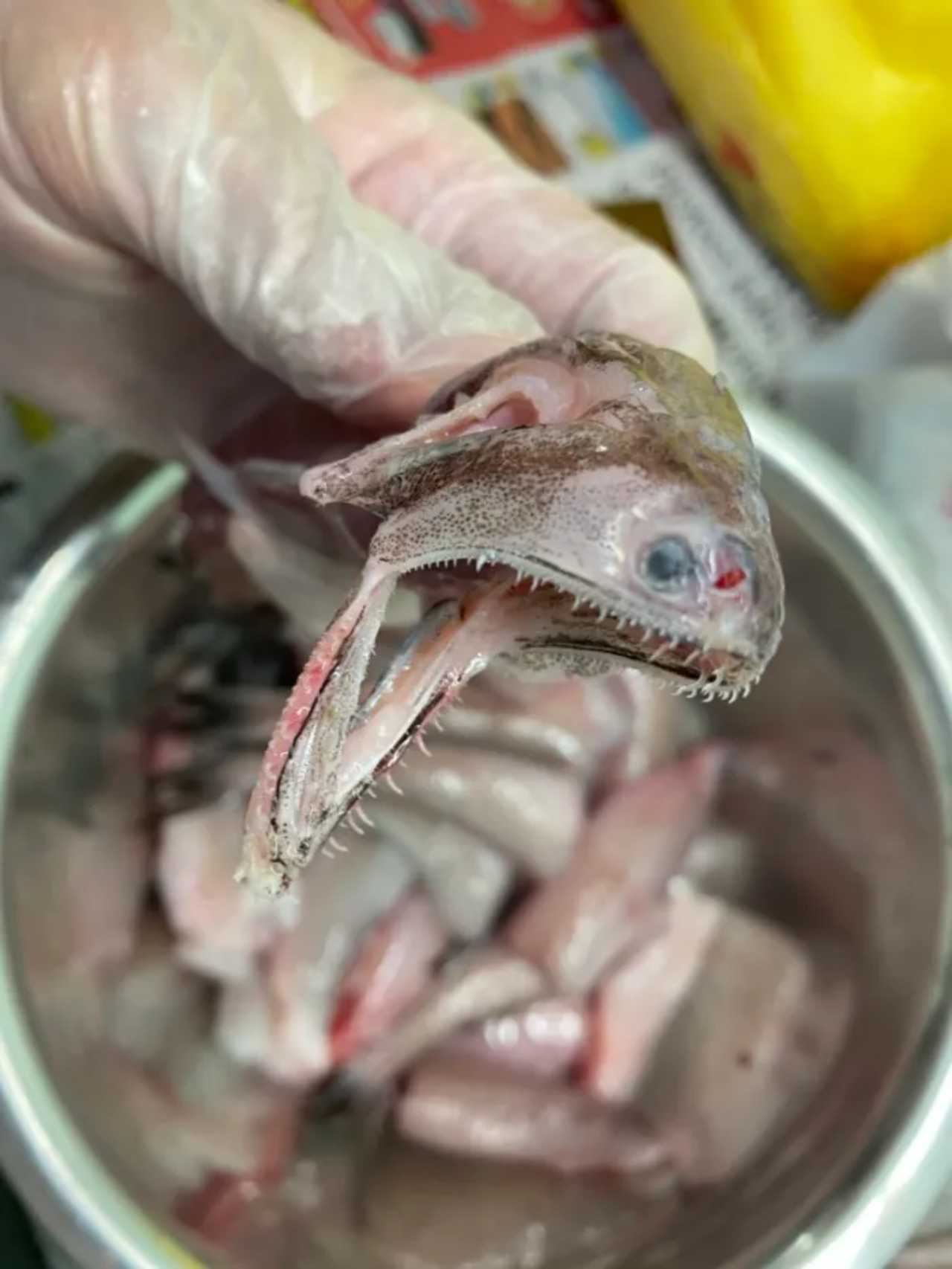 tular ikan bentuk aneh tapi rasa sedap! “biasa terjual di pasar sarawak..”