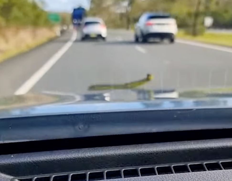 panik bila ular tiba-tiba muncul dari bonet depan masa memandu!