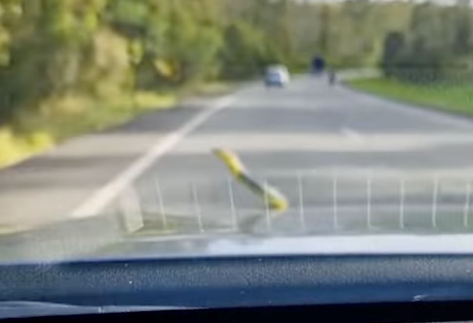 panik bila ular tiba-tiba muncul dari bonet depan masa memandu!