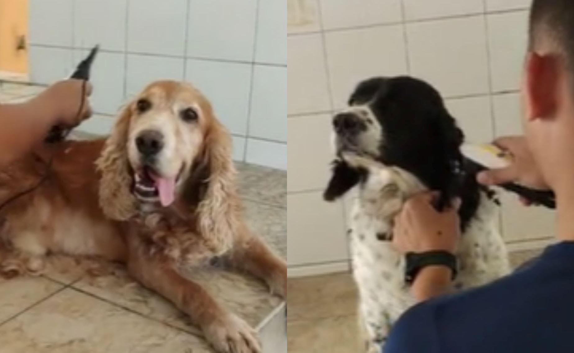 well deserved! batang kali k9 doggos, geoffrey and grouse treated to spa day by handlers