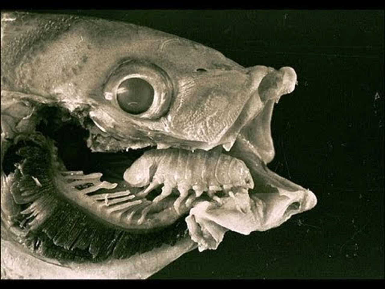 cuci bersih-bersih kalau terjumpa ini masa siang ikan