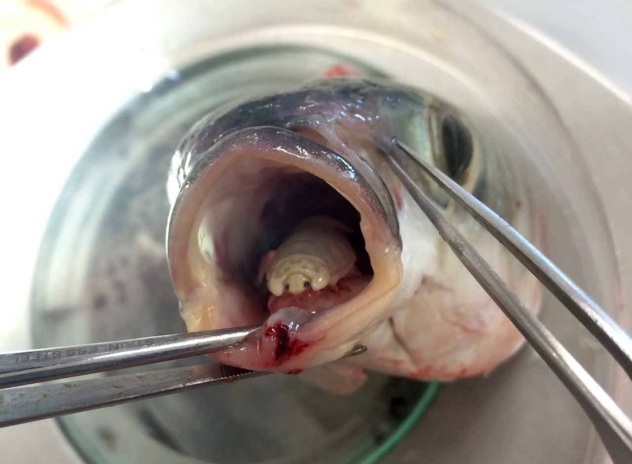 cuci bersih-bersih kalau terjumpa ini masa siang ikan