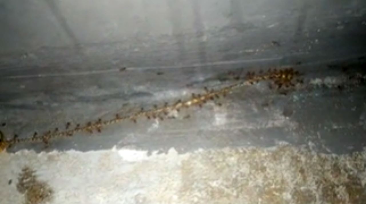 video semut bawa lari rantai emas tarik perhatian ramai