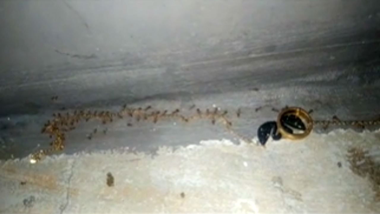 video semut bawa lari rantai emas tarik perhatian ramai