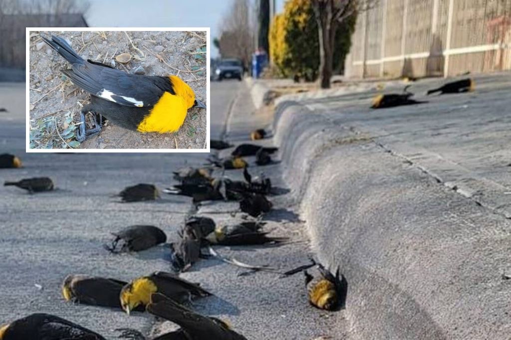 ‘hujan’ bangkai burung di mexico buat warganet tertanya-tanya