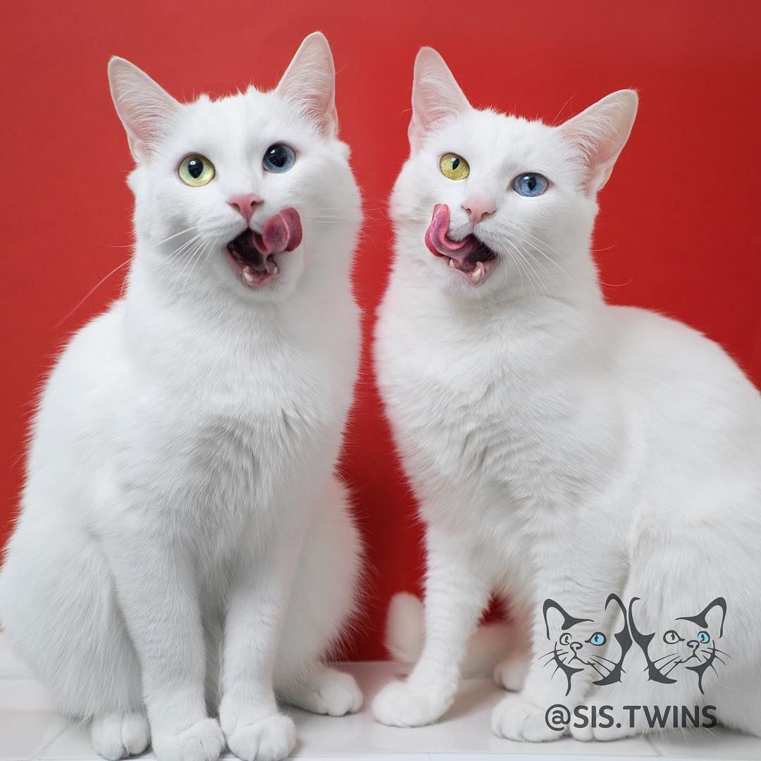 digelar kucing kembar tercantik, si putih ini ada 200,000 followers instagram