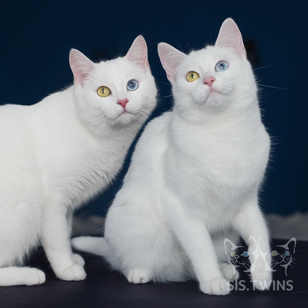 digelar kucing kembar tercantik, si putih ini ada 200,000 followers instagram