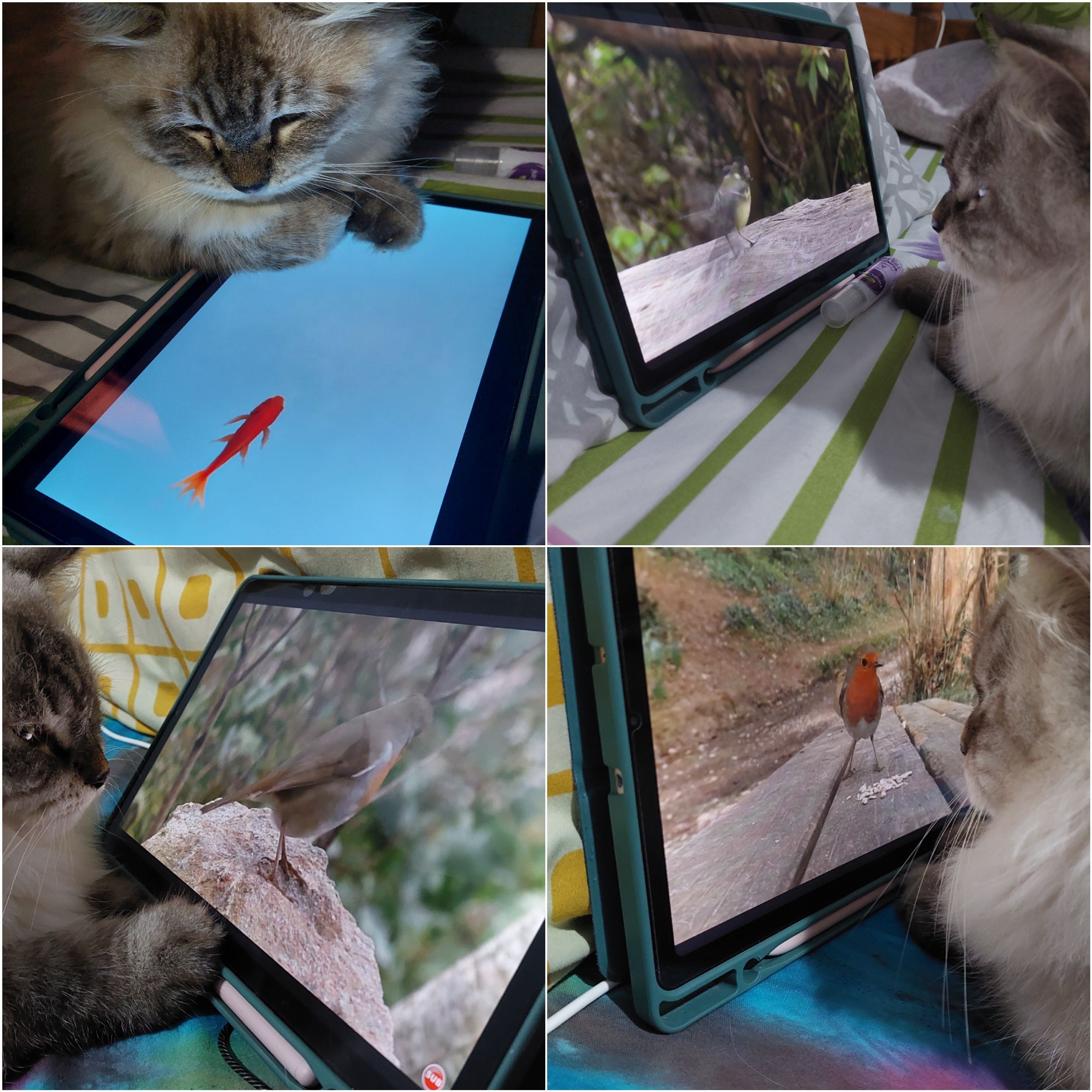 unik, kucing ini ketagih tonton k-drama, kartun cocomelon