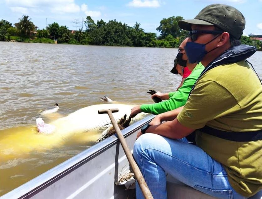300kg dead crocodile found floating near satok bridge in sarawak