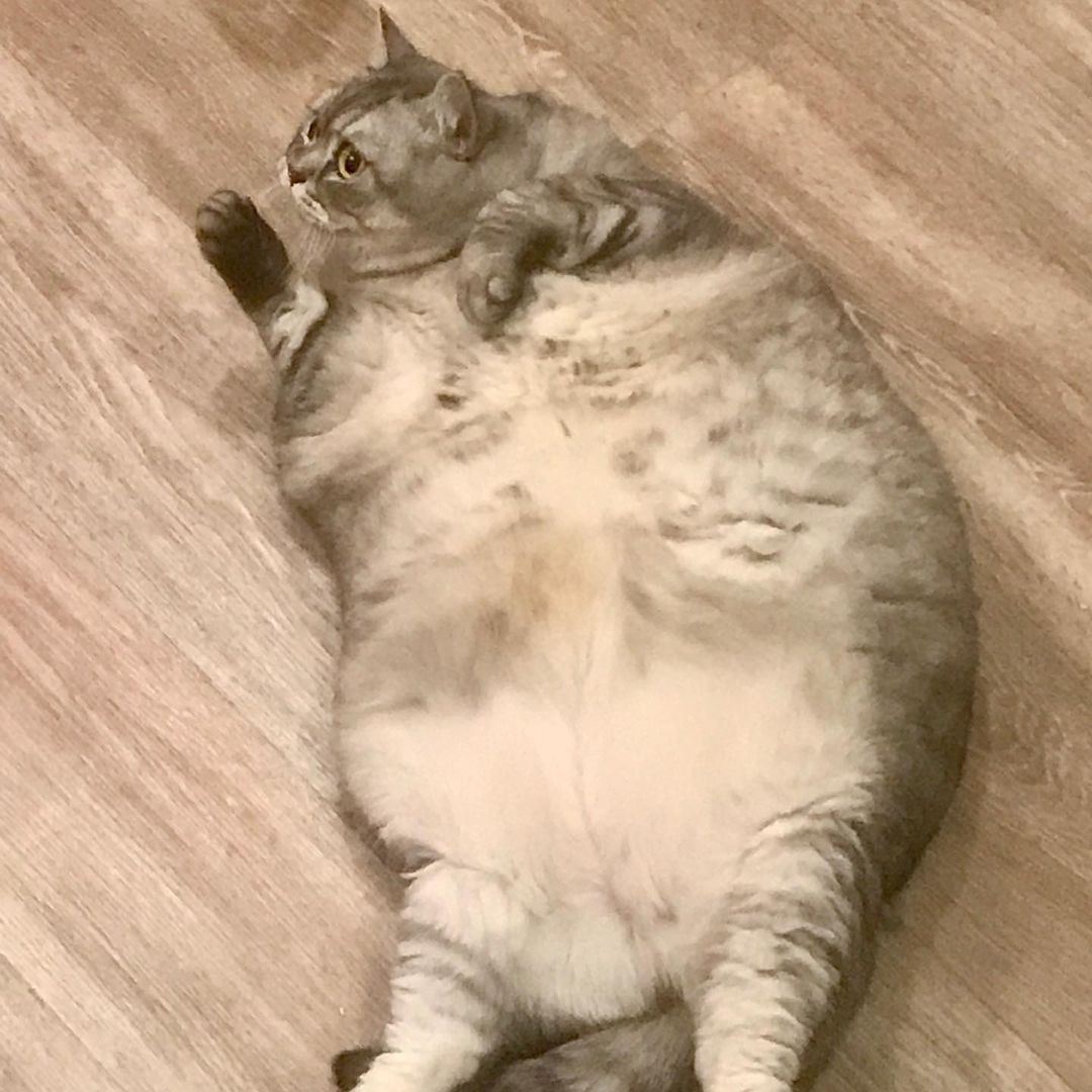 pemilik nafi dera kucingnya hingga jadi terlampau gemuk