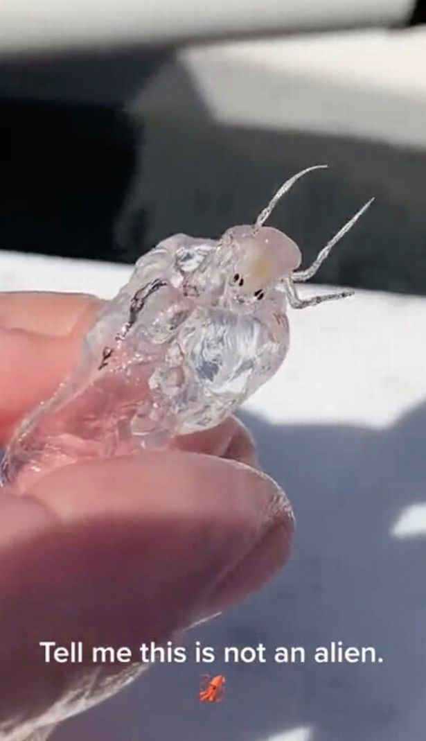 nelayan terkejut jumpa makhluk badan lutsinar, difikirkan makhluk asing