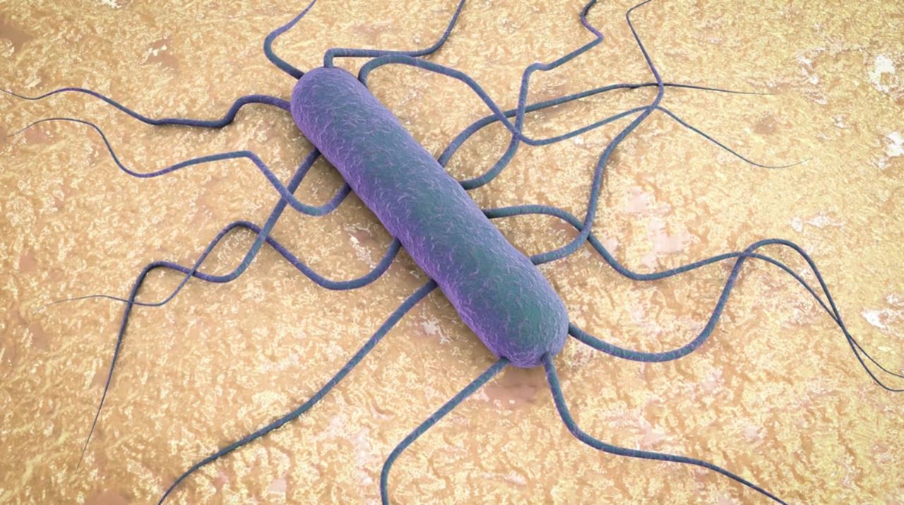 as lapor penularan wabak listeria, 22 dijangkiti, seorang meninggal dunia