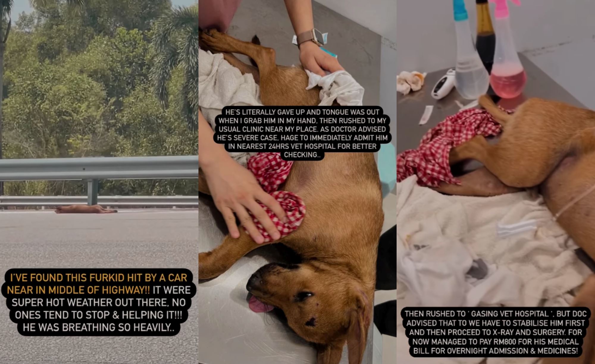 m’sian saves dog that was lying on the road, believed to have been hit by car