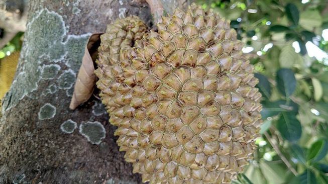 lelaki terkejut lihat pokok nangka hasilkan buah berkulit durian